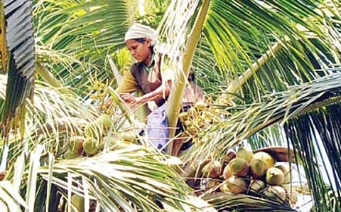 ನಾರಿ ಕೇಳೆ