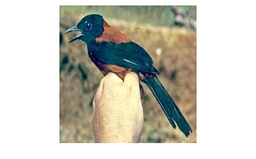 ಹೂಡೆಡ್ ಪಿಟೊಹುಯಿ