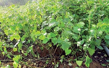 ಪಚೋಲಿ ಪಂಚ್