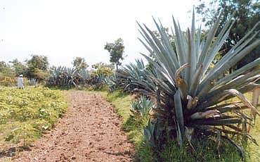 ಕಾಸು ಕಳೆಯದ ಕತ್ತಾಳೆ