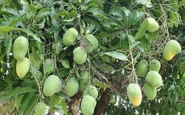 ಮಾವು ಮದ್ದು