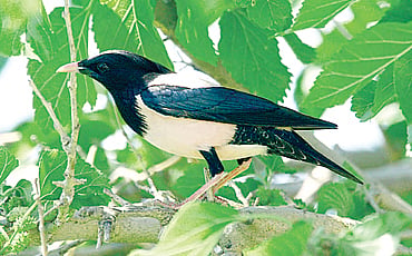 ಬಾನಾಡಿ (ಮಳೆಪಕ್ಷಿ)