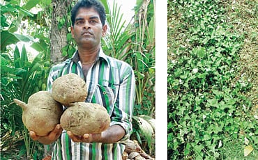 ಗೆಣಸಾ ನೀನು!?