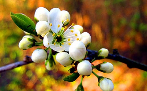 ನಿಮ್ಮ ನಗು ಚಿರಂತನವಾಗಲಿ...