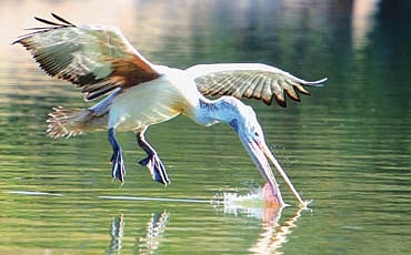 ಹಕ್ಕಿ ಬಂತು ಹಕ್ಕಿ!
