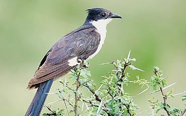 ಚಾತಕ ಪಕ್ಷಿ/ಪಪೀಹಾ