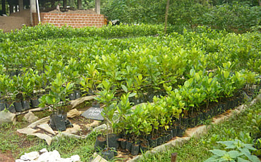 ಹಲಸುಮಯ