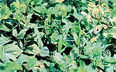 ಉದ್ದು