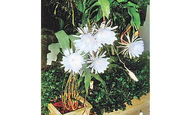 ನಾಭಿ ಕಮಲ