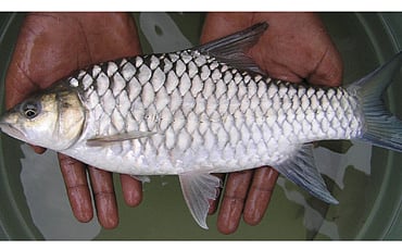 ದೇವಮೀನು!