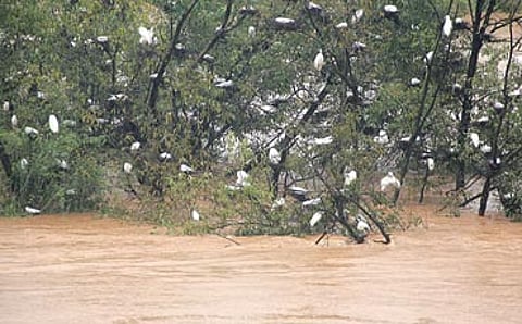 ಮಳೆನಾಡು