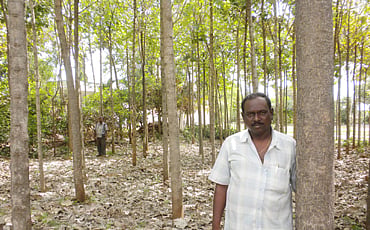 ಟೀಕ್ ಹೈ