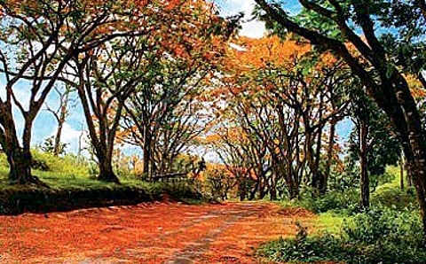 ಹೂ ಸುರಿದ ಹಾದಿ