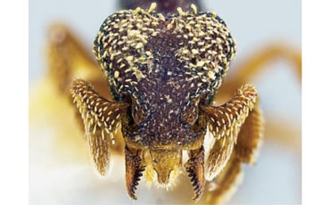 ಸೈತಾನ ಇರುವೆ ಪತ್ತೆ