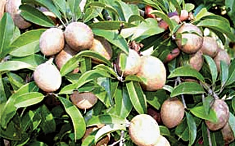 ಚಿಕ್ಕು ಚಿಕ್ಕು