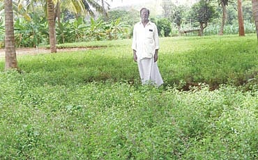 ತುಳಸಿ ಜಪ