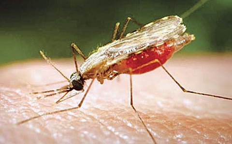 ಮಲೇರಿಯಾ ಮಾರಿ