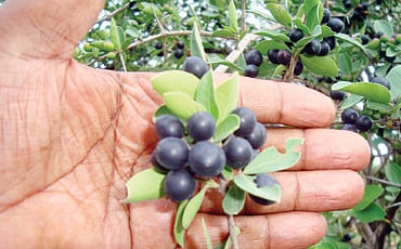 ಕವಳಿ ಕಳಕಳಿ
