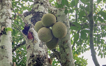 ದ್ಯುಮಣಿ ಧಾಮ