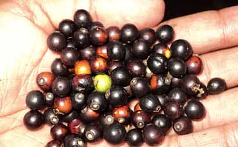ಮುಳ್ಳೇ ನಿಲ್ಲೇ...