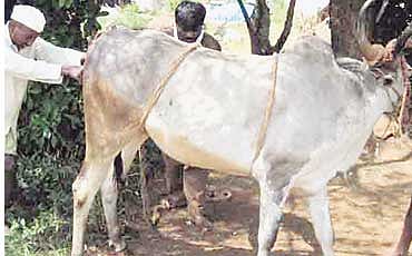 ನಾಲು ಮಿಡಿತ