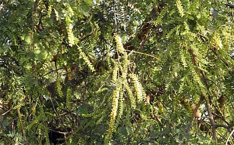 ಬನ್ನಿ ವಿಜಯದಶಮಿಗೆ