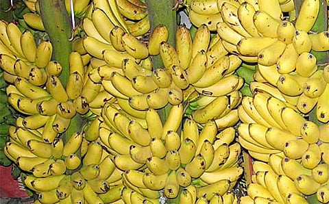 ಏಲಕ್ಕಿ ಬಾಳೆ