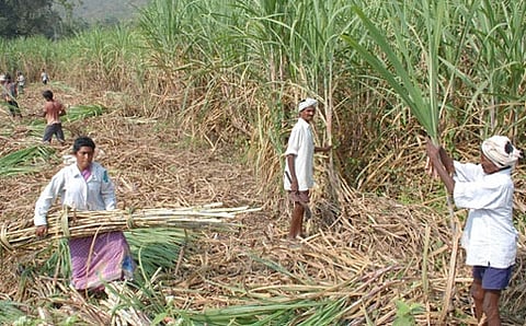 ಕಬ್ಬಿನ ತೋಟ (ಸಾಂದರ್ಭಿಕ ಚಿತ್ರ)