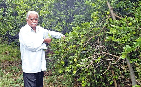 ಬಿ.ವಿ ತಿಪ್ಪೇಸ್ವಾಮಿ