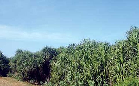 ಮುಂಡಿಗೆಸರ