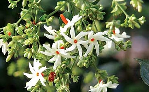 ದೇವಲೋಕದ ಪುಷ್ಪ ಪಾರಿಜಾತ
