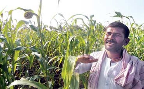 ಜೋಳ ರಕ್ಷಕ