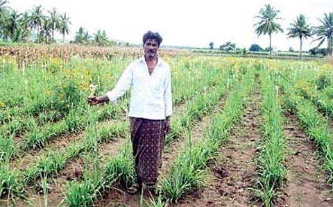 ಸುಗಂಧರಾಜ