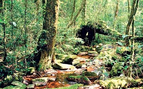 ಮಳೆಕಾಡುಗಳ ಮರೆ