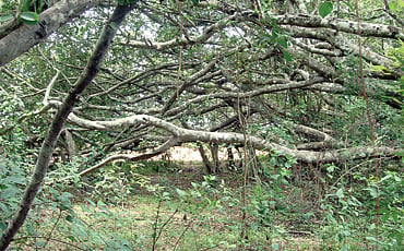 ಪಂಪನಾಡಿನ ಮಹಾವೃಕ್ಷ