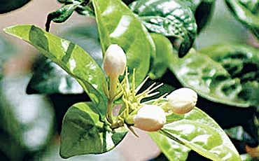 ಮಲ್ಲಿಗೆ