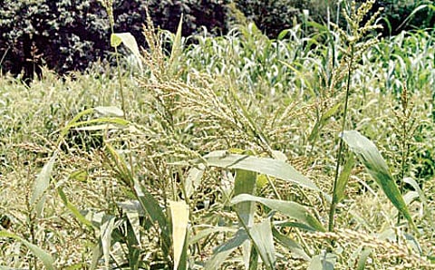 ಕೊರಲೆ