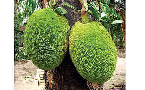 ಹಲಸು