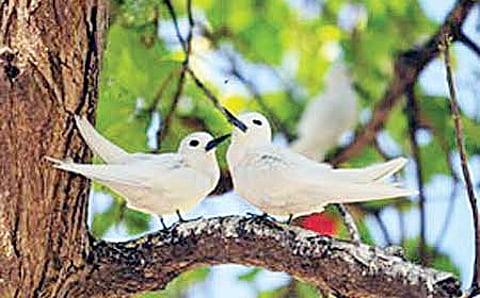 ಪಕ್ಷಿ ಪ್ರೀತಿಯ ಪ್ರಕೃತಿ