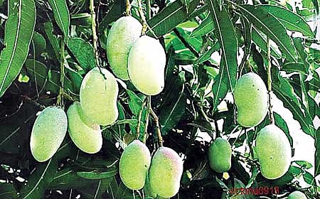 ಮಾವು