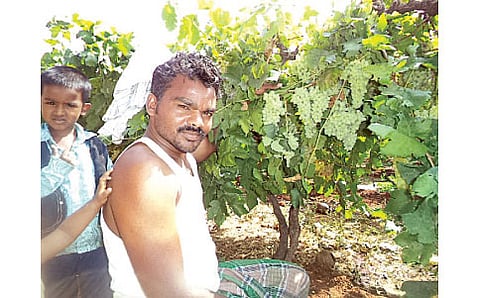 ಗ್ರೇಪ್ ಸಾಬ್