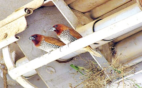 ಚುಕ್ಕಿ ಮುನಿಯ