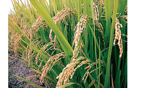 ಬರನಿರೋಧಕ ಭತ್ತ