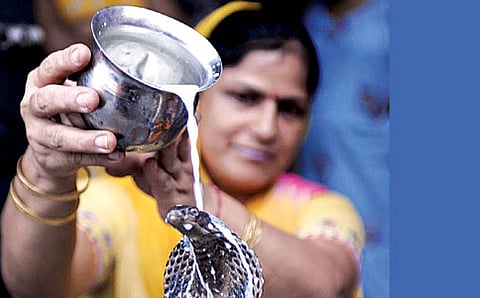 ಸರ್ಪ ಸುಗ್ಗಿ
