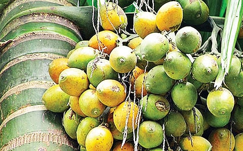 ಅಡಕೆಗೆ ಬಂದ ಮಾನ