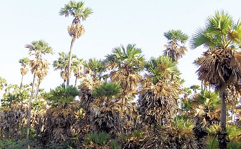 ಹೋಗತಾಳೆ
