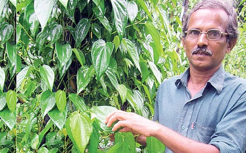 ಎಲೆಮರೆ ಸಾಧಕ
