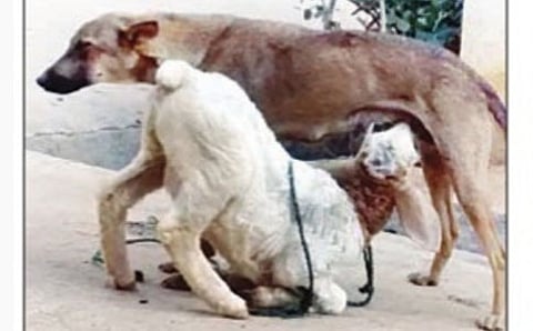 ನಾಯಿ ಅನಾಥ ಕುರಿಮರಿಗೆ ಹಾಲುಣಿಸುತ್ತಿರುವ ದೃಶ್ಯ
