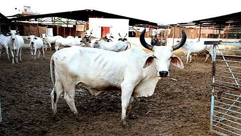 ದೇಶೀಯ ಹಸು