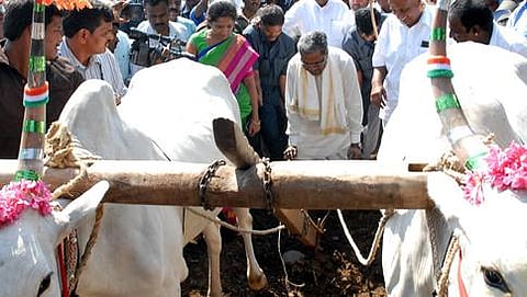 ಹೊಲ ಉಳುತ್ತಿರುವ ಸಿದ್ದರಾಮಯ್ಯ